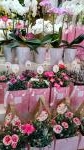 母の日|「カマダ生花店」　（岩手県花巻市の花屋）のブログ
